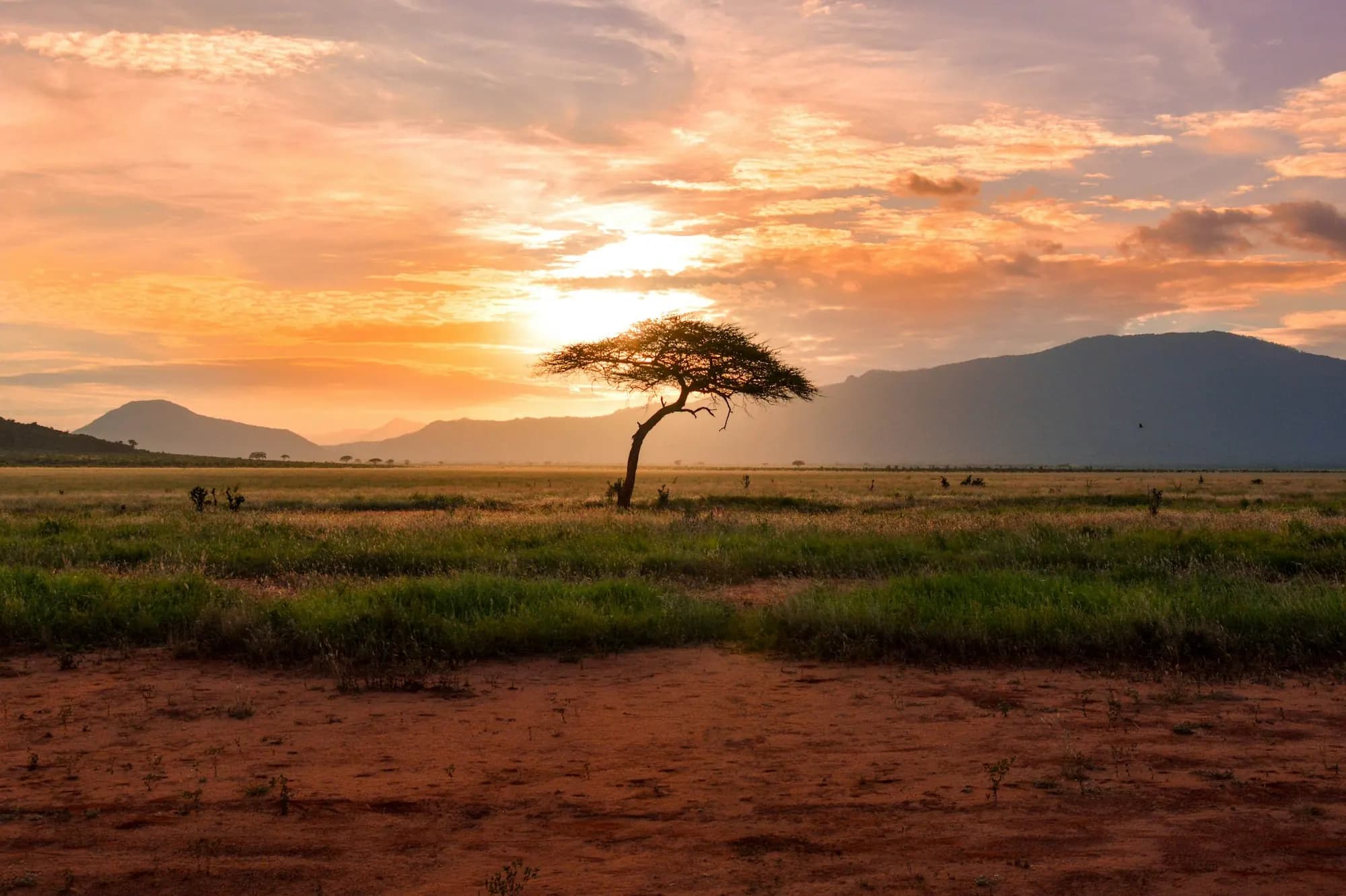 African landscape at golden hour with an acacia tree